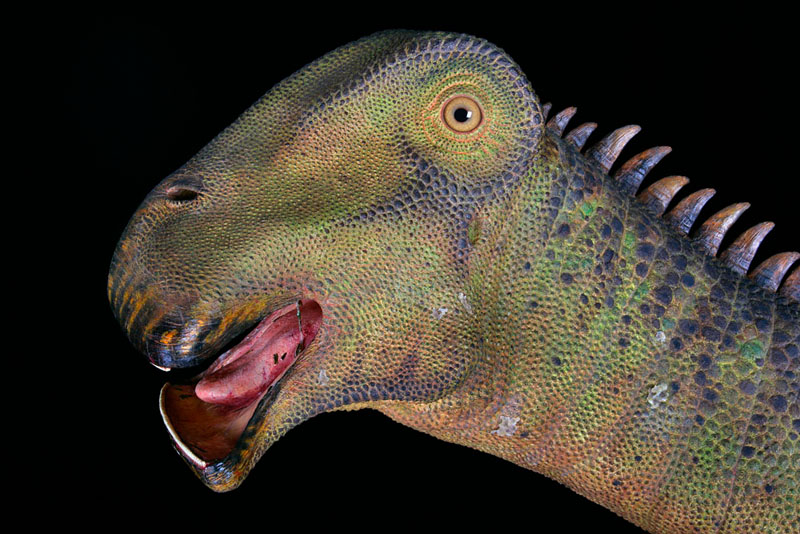 Nigersaurus: The Dinosaur With 500 Teeth And Some Interesting Facts